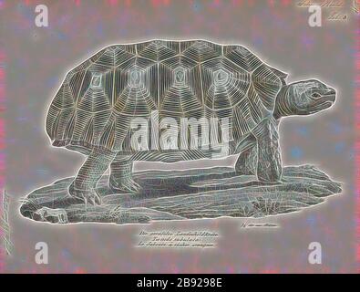 Testudo tabulata, Print, la tartaruga gialla (Chelonoidis denticulatus), conosciuta anche come tartaruga gigante brasiliana, comunemente chiamata tartaruga gigante brasiliana, o più comunemente, la tartaruga grande, è una specie di tartaruga della famiglia Testudinidae ed è strettamente legata alla tartaruga rossa (C. carbonaria). Si trova nel Bacino Amazzonico del Sud America., 1700-1880, Reimagined by Gibon, design di calore allegro di luminosità e raggi di luce radianza. Arte classica reinventata con un tocco moderno. La fotografia ispirata al futurismo, che abbraccia l'energia dinamica della tecnologia moderna Foto Stock