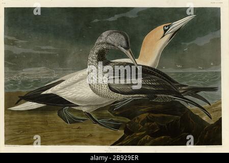 Plate 326 Gannet (Northern Gannet) from the Birds of America Folio (1827–1839) di John James Audubon - immagine modificata ad altissima risoluzione e qualità Foto Stock