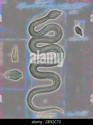 Trigonocephalus lanceolatus, Print, Bothrops lanceolatus, noto come fer-de-lance, Martinican pit viper e Martinique lancehead, è una specie di pit viper generalmente considerata endemica dell'isola della Martinica. Nessuno ha spiegato in modo soddisfacente perché è fiorita lì, ma è sconosciuto su quasi tutte le altre isole caraibiche. Alcuni riservano il nome comune fer-de-lance per questa specie, mentre altri applicano quel nome anche ad altre specie di Bothrops. Non sono attualmente riconosciute sottospecie, 1700-1880, Reimagined by Gibon, disegno di caldo allegro di luminosità e raggi di luce radia Foto Stock