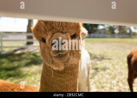 Giovane alpaca marrone che si nasconde dietro la recinzione alla Golden Spirit Alpaca Farm Foto Stock