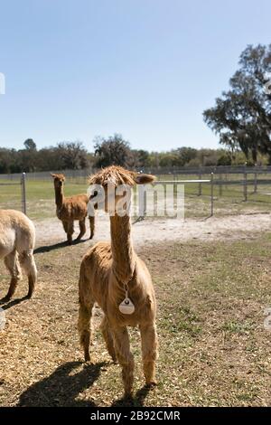 Due alpaca Suri presso l'allevamento alpaca in un campo, cielo blu e soleggiato Foto Stock