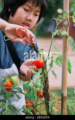 Un ragazzo che raccoglie pomodori maturi in giardino casalinga Foto Stock