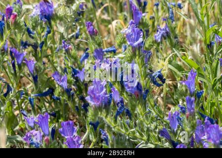 Fiori selvatici blu che crescono vicino al Lago liscia in Sardegna Foto Stock