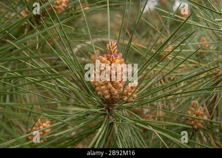 Coni di pino su un albero di pino nero giapponese (Pinus thunbergii) sull'isola di Tresco nelle isole di Scilly, Inghilterra, Regno Unito Foto Stock