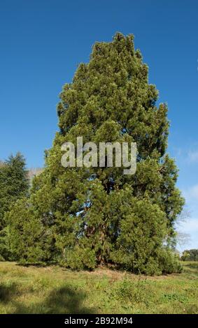 Evergreen Coniferous Japanese Black Pine Tree (Pinus thunbergii) in un paesaggio di bosco nel Sussex occidentale, Inghilterra, Regno Unito Foto Stock