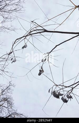 Gymnocladus dioicus ramo con frutti Foto Stock