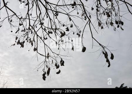 Gymnocladus dioicus ramo con frutti Foto Stock