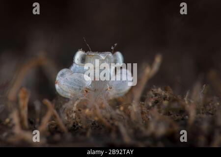 Megalopa (lo stadio finale larvale nei crostacei decapod), dimensione 2mm. Macro fotografia subacquea da Tulamben, Bali, Indonesia Foto Stock