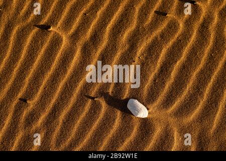 Conchiglia e increspature nella sabbia a Talacre sulla costa del Galles del Nord Foto Stock