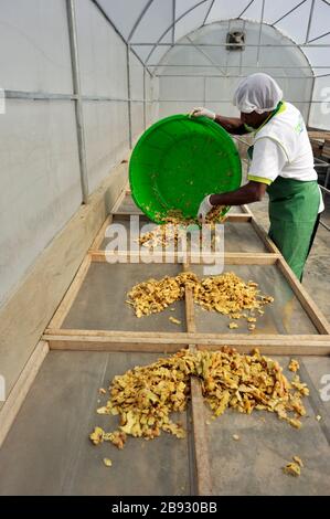 Sri Lanka, Monaragala, fabbrica di spezie, essiccazione dello zenzero Foto Stock