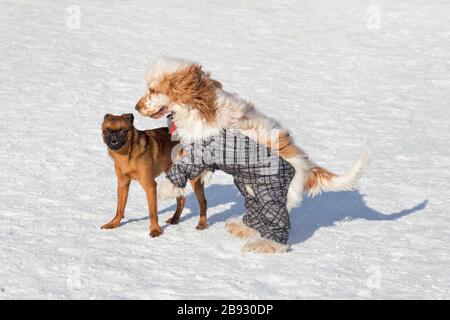 Carino piccolo brabancon cucciolo e inglese cocker spaniel sono giocare nel parco invernale. Animali domestici. Foto Stock