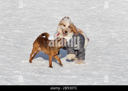 Carino piccolo brabancon cucciolo e inglese cocker spaniel in bella abbigliamento per animali nel parco invernale. Animali domestici. Foto Stock