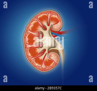 Illustrazione medica che mostra la sezione trasversale di un rene su sfondo blu Foto Stock