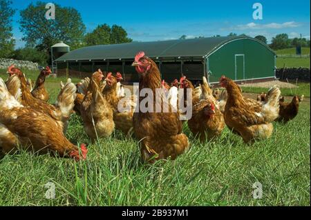 Libera gamma galline che pascolano in campo fuori della loro penna. Cumbria, Regno Unito Foto Stock