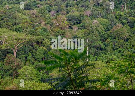 Gunung Palung Rainforest, Gunung Palung National Park Indonesia Foto Stock