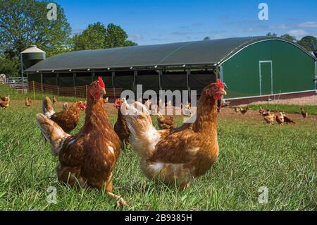 Libera gamma galline che pascolano in campo fuori della loro penna. Cumbria, Regno Unito Foto Stock