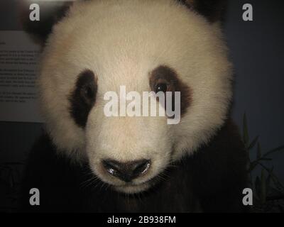 Un Esemplare Di Panda Al Field Museum E Possibile Che Questo Sia Un Panda Di Qinling Come Era Brunastro Ma Non Affidabile In Vecchi Esemplari A Causa Della Volata Trasferito Da En Pedia