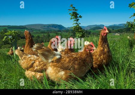 Libera gamma galline in pascoli in Cumbria, Regno Unito. Foto Stock