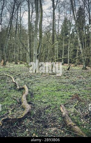 Immagine di una vecchia foresta, colore tonificante applicato. Foto Stock