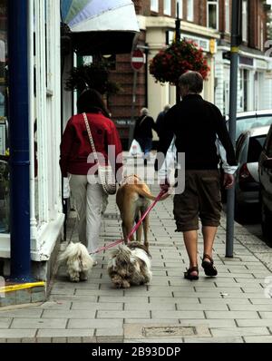 AJAXNETPHOTO. WORTHING, WEST SUSSEX, INGHILTERRA. - DOG WALKERS - FUORI E CIRCA CON I CANI.PHOTO:JONATHAN EASTLAND/AJAX REF:DH122110 59 Foto Stock