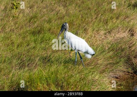 A Wood Stork (Mycteria americana) camminando attraverso le verdi erbe al Merritt Island National Wildlife Refuge, Florida, USA. Foto Stock