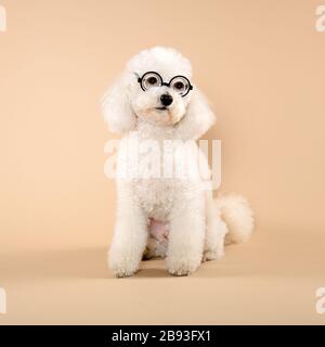 Adorabile poodle bianco morbido che indossa divertenti occhiali di stile retrò tondi mentre guarda lontano da un lato su uno sfondo di studio beige Foto Stock