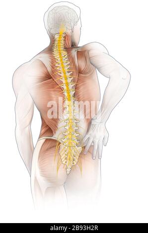 Illustrazione 3D che mostra il mal di schiena di un uomo, muscoli, colonna vertebrale e midollo spinale Foto Stock