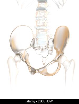 Colonna vertebrale umana con pelvi, articolazione sacroiliaca e vertebra lombata, llustrazione 3D anatomica Foto Stock