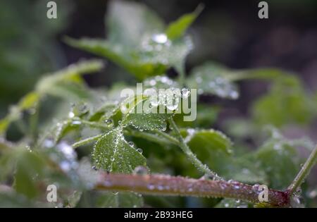 Fumaria capreolata, fumaria bianca che si fa ramping, primo piano sulle gocce di rugiada sulle foglie, sfondo sfocato. Foto Stock