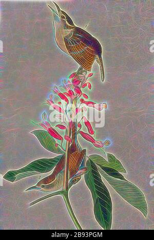 Great Carolina Wren - Nano Buck-eye, Aesculus Pavia, Re Carolinaceo (Thryotorus ludovicianus, Troglodytes ludovicianus), Real Pavia, anche Cestino di Cavallo, firmato: J.J. Audubon, J.T. Bowen, litografia, Pl. 117 (vol 2), Audubon, John James (disegnato), Bowen, J. T. (lith.), 1856, John James Audubon: Gli uccelli d'America: Da disegni fatti negli Stati Uniti e nei loro territori. New York: Audubon, 1856, Reimaged by Gibon, design di calda allegra luce di luminosità e raggi di luce radianza. Arte classica reinventata con un tocco moderno. Fotografia ispirata al futurismo, che abbraccia la dinamica e. Foto Stock