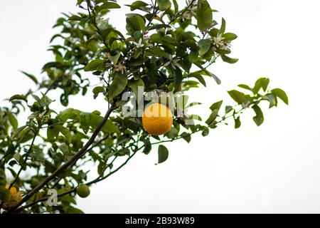 aranciato amaro carico di frutti e fiori, su sfondo sfocato. Foto Stock