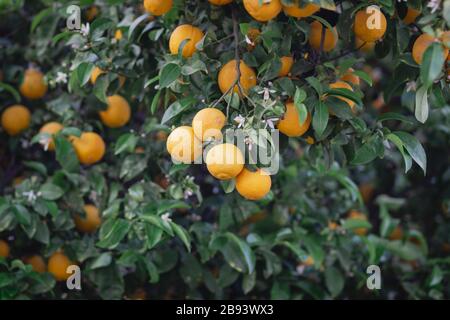 aranciato amaro carico di frutti e fiori, su sfondo sfocato. Foto Stock