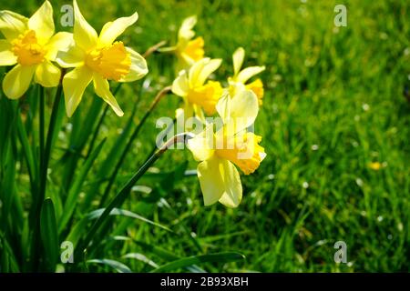 Narcisi gialle in un giorno di primavera soleggiato - primi fiori di primavera. Il nome latino di daffodil è 'narcissus'. In Germania, si chiama Osterglocke. Foto Stock