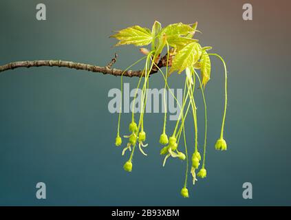 Fiori di acero di zucchero (Acer saccharum) penzolando dalla base delle foglie emergenti di recente in primavera nel centro della Virginia. Foto Stock