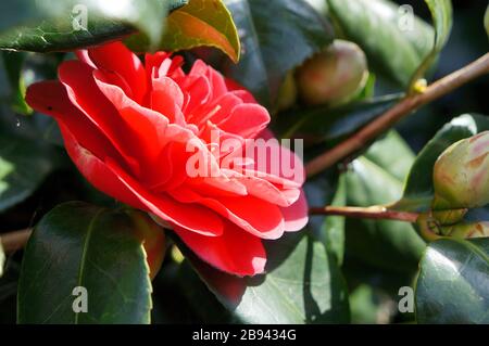 Fiore rosso camelia japonica fiorito al sole primaverile Foto Stock