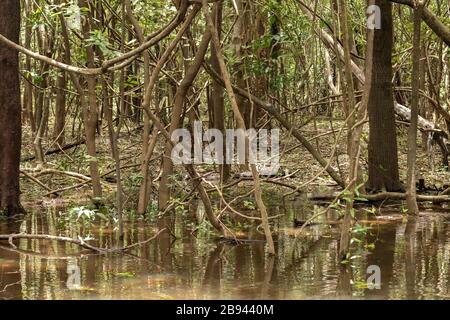 Fiumi e corsi d'acqua all'interno dell'Amazzonia in Manaus Brasile Foto Stock