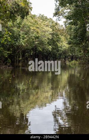 Fiumi e corsi d'acqua all'interno dell'Amazzonia in Manaus Brasile Foto Stock