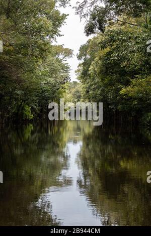 Fiumi e corsi d'acqua all'interno dell'Amazzonia in Manaus Brasile Foto Stock