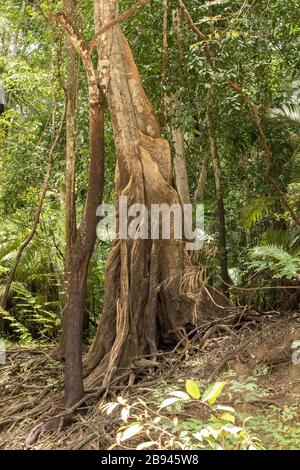 Fiumi e corsi d'acqua all'interno dell'Amazzonia in Manaus Brasile Foto Stock