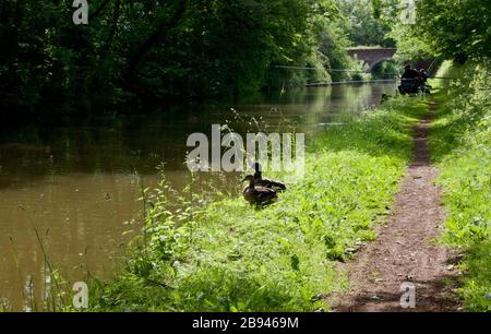 Persone che pescano sul canale alzaia con un paio di anatre Foto Stock