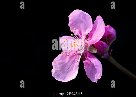 Fiore di ciliegio giapponese su sfondo nero. Isolato, in primo piano macro con spazio di copia. Foto Stock