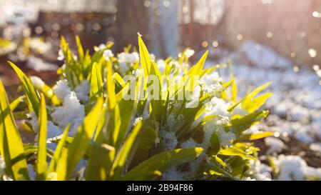 i primi germogli di fiori primaverili crescono da sotto la neve al sole del mattino. stagione cambiare l'arrivo della primavera close-up. Foto Stock