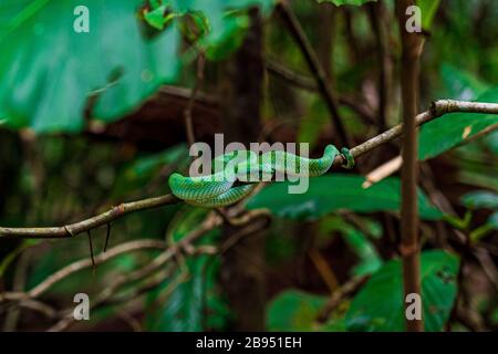 Splendidamente feisty Bornean Keeled Pit Viper (Tropidolaemus subannullatus), camaflouged nella foresta. Questo è un serpente velenoso, in attesa della sua preda. Foto Stock