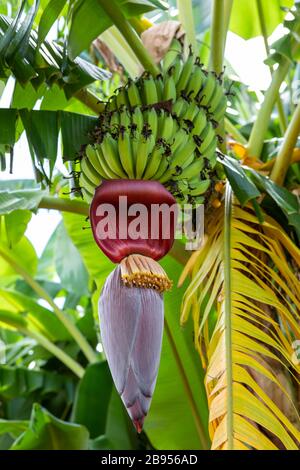Banane non mature sull'albero Foto Stock