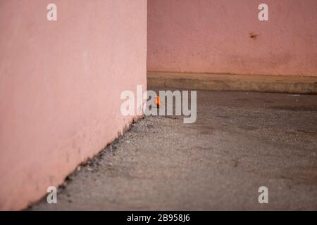Il piumaggio maschile della Fudia madagascariensis diventa rosso brillante per attirare la femmina durante il periodo di accoppiamento Foto Stock