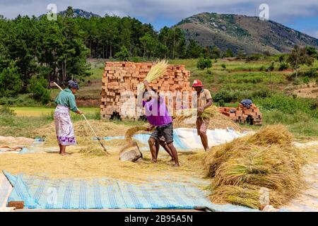 Riso da trebbiatura a mano vicino ad Ambosittra, Madagascar Foto Stock