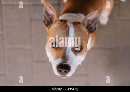 Un bel cane marrone razza americano stafford sulla strada Foto Stock
