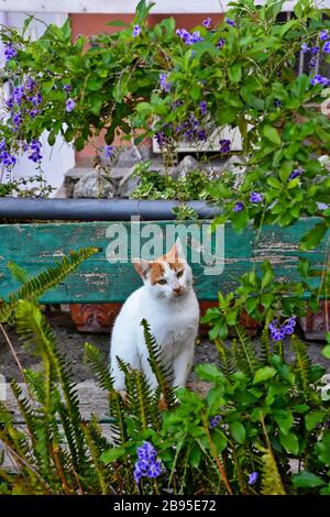 Un gattino tra le piante di un giardino Foto Stock