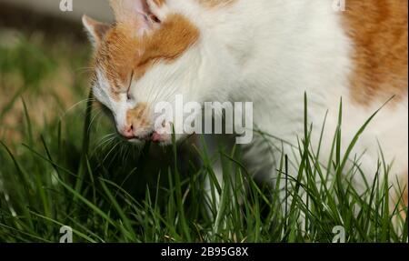 Gatto mangiare erba nel giardino Foto Stock