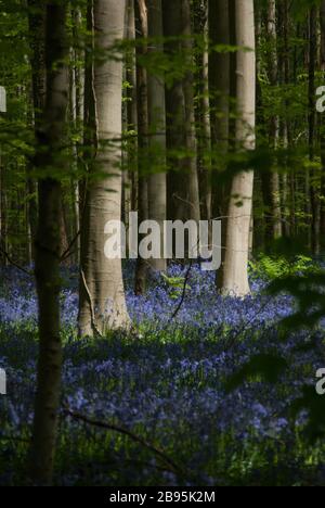 Campo di fiori blu nel famoso legno di Hallerbos in Belgio Foto Stock